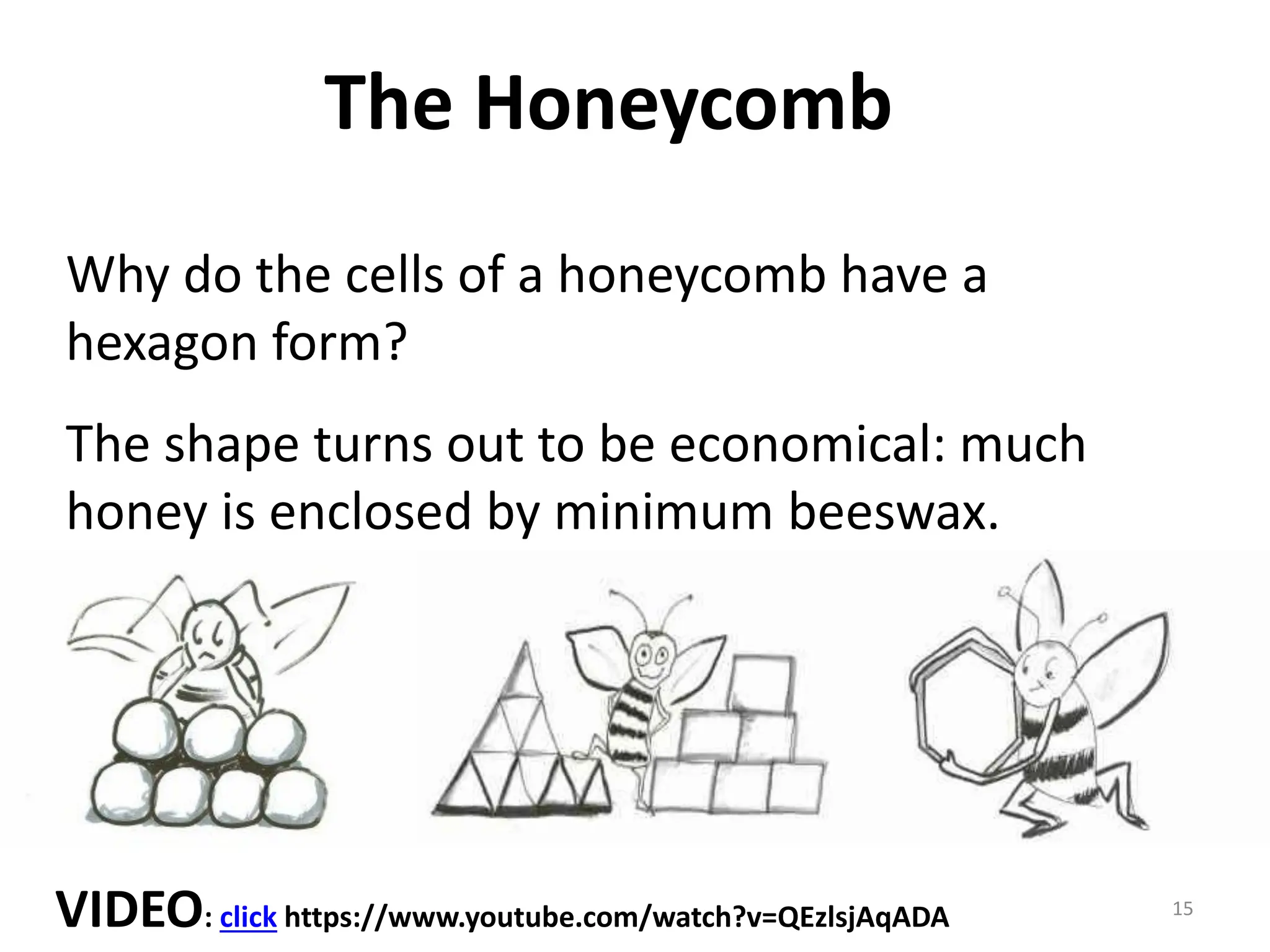 The Honeycomb
15
Why do the cells of a honeycomb have a
hexagon form?
The shape turns out to be economical: much
honey is enclosed by minimum beeswax.
VIDEO: click https://www.youtube.com/watch?v=QEzlsjAqADA
 