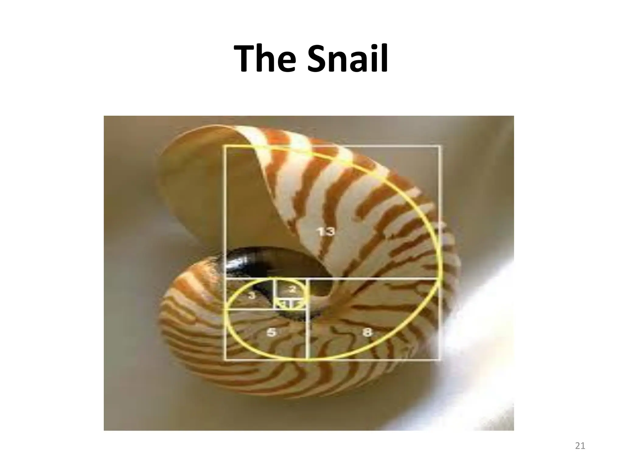 The Snail
21
 