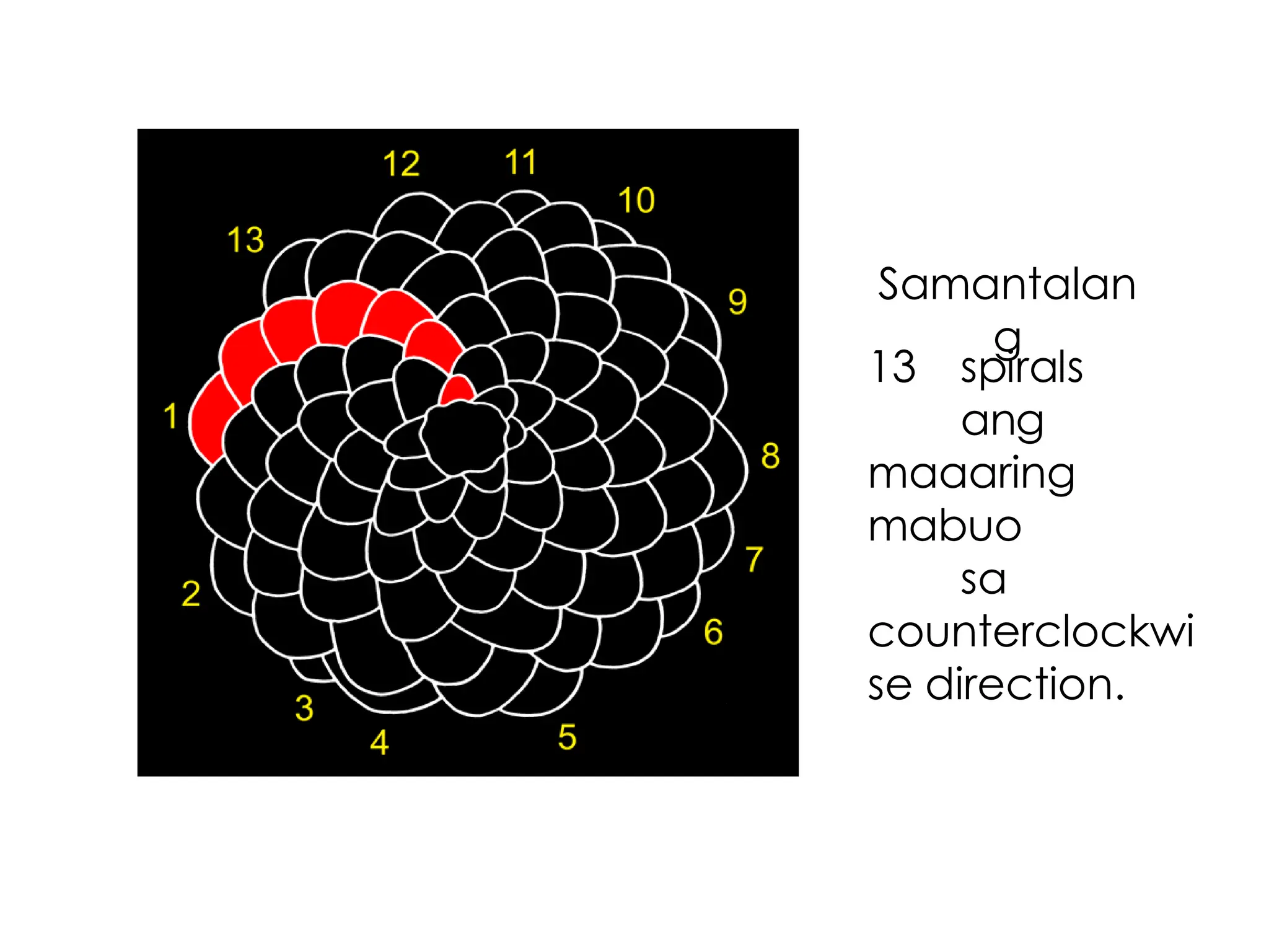 Samantalan
g
13 spirals
ang
maaaring
mabuo
sa
counterclockwi
se direction.
 