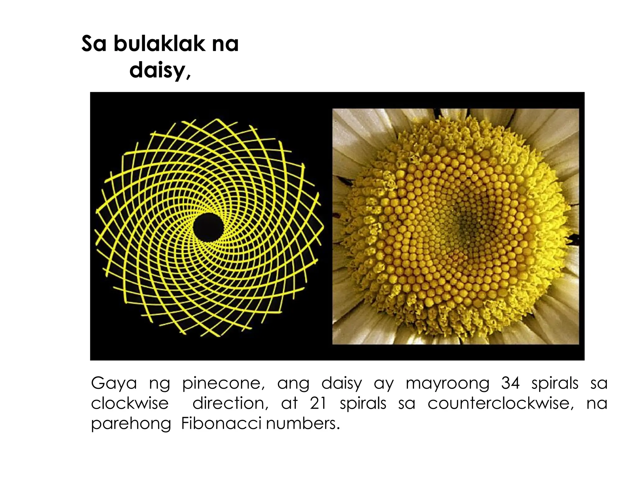 Sa bulaklak na
daisy,
Gaya ng pinecone, ang daisy ay mayroong 34 spirals sa
clockwise direction, at 21 spirals sa counterclockwise, na
parehong Fibonacci numbers.
 