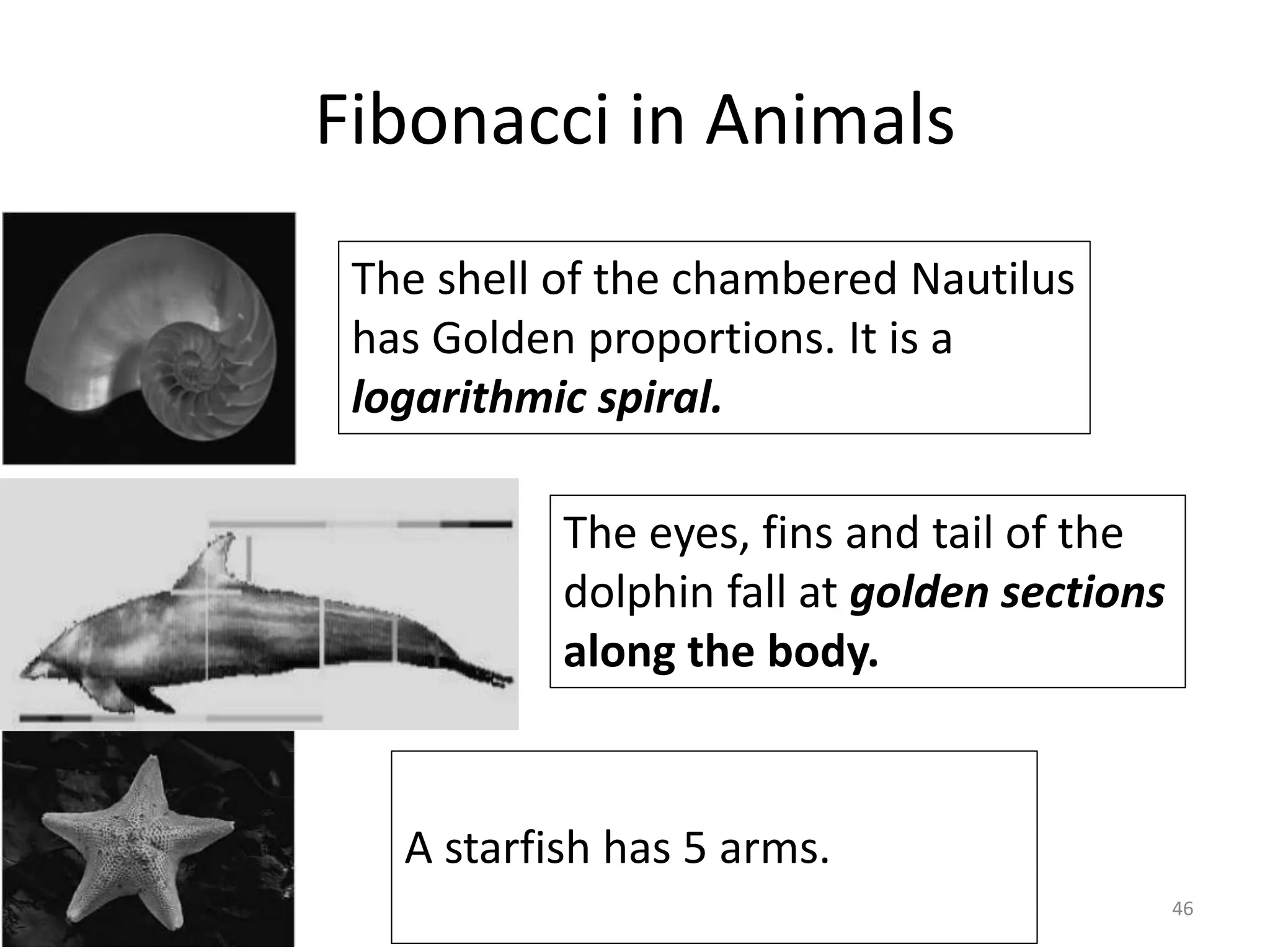 Fibonacci in Animals
46
The shell of the chambered Nautilus
has Golden proportions. It is a
logarithmic spiral.
A starfish has 5 arms.
The eyes, fins and tail of the
dolphin fall at golden sections
along the body.
 