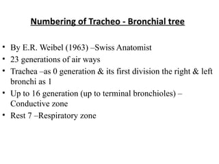 1.Respiratory system physiology powerpoint.pptx