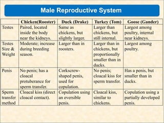Reproductive biology in animals--species | PPT