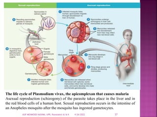 1.2. Protozoa.pdf about protozoa their character | PDF