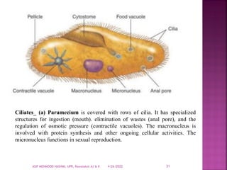 1.2. Protozoa.pdf about protozoa their character | PDF