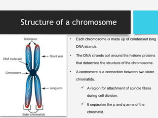 Introduction to genetics, Mendel's work. | PPTX