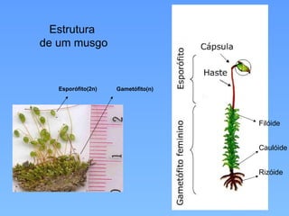 1. Reino plantae - Briófitas, Pteridófitas, Gminospermas, Angiospermas ...