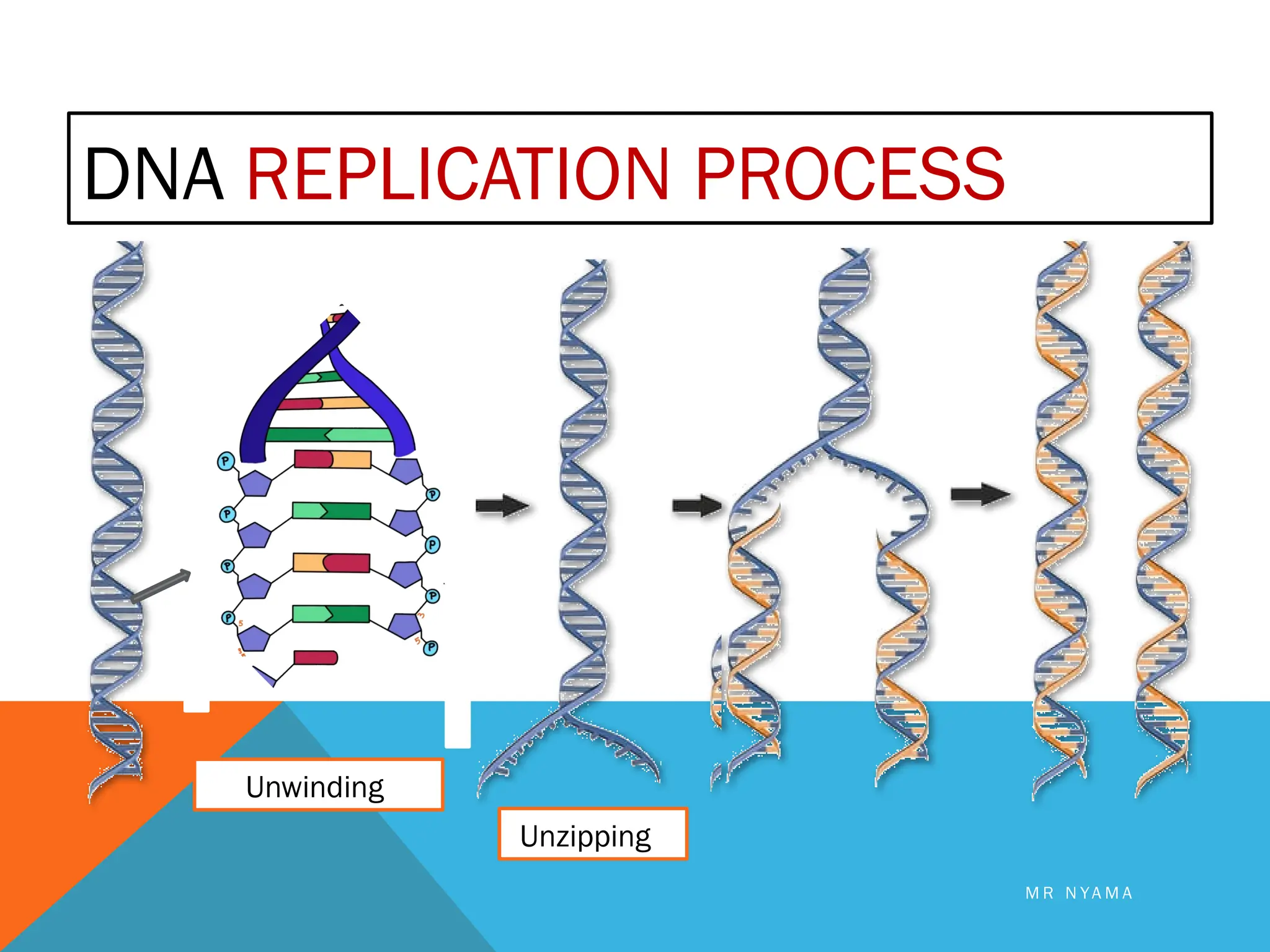DNA code of life definition, importance of DNA, dma replication ...
