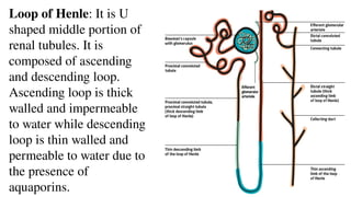 structure and function of the kidneys, nephron structure and function ...
