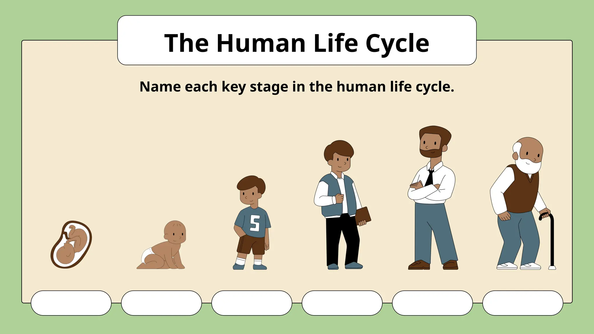 The Human Life Cycle
Name each key stage in the human life cycle.
 