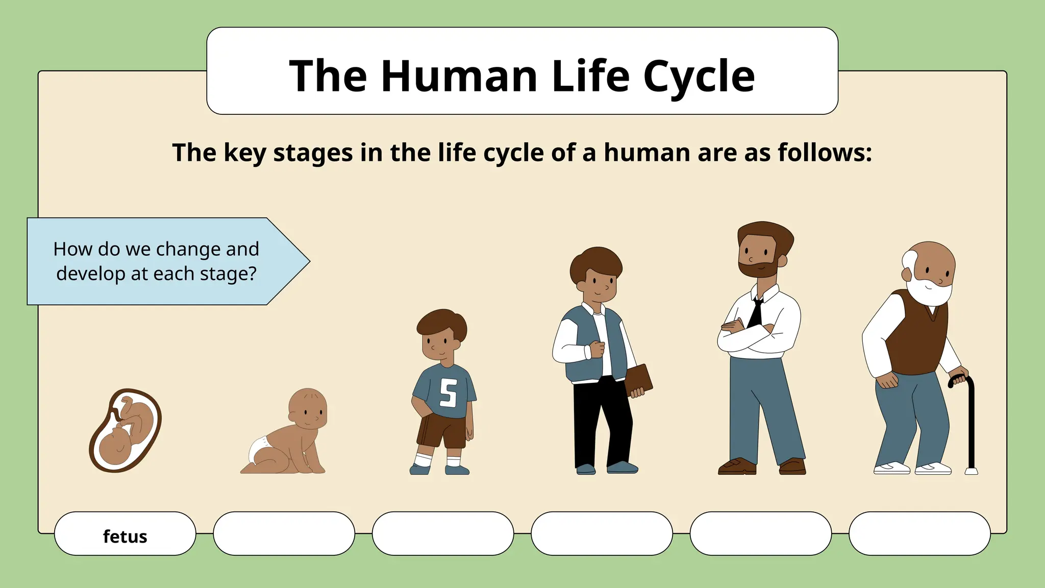 How do we change and
develop at each stage?
fetus
The Human Life Cycle
The key stages in the life cycle of a human are as follows:
 