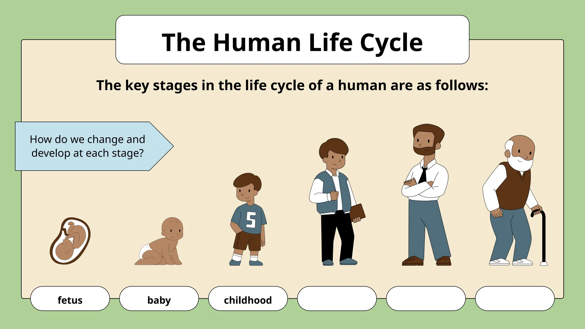 How do we change and
develop at each stage?
fetus baby childhood
The Human Life Cycle
The key stages in the life cycle of a human are as follows:
 