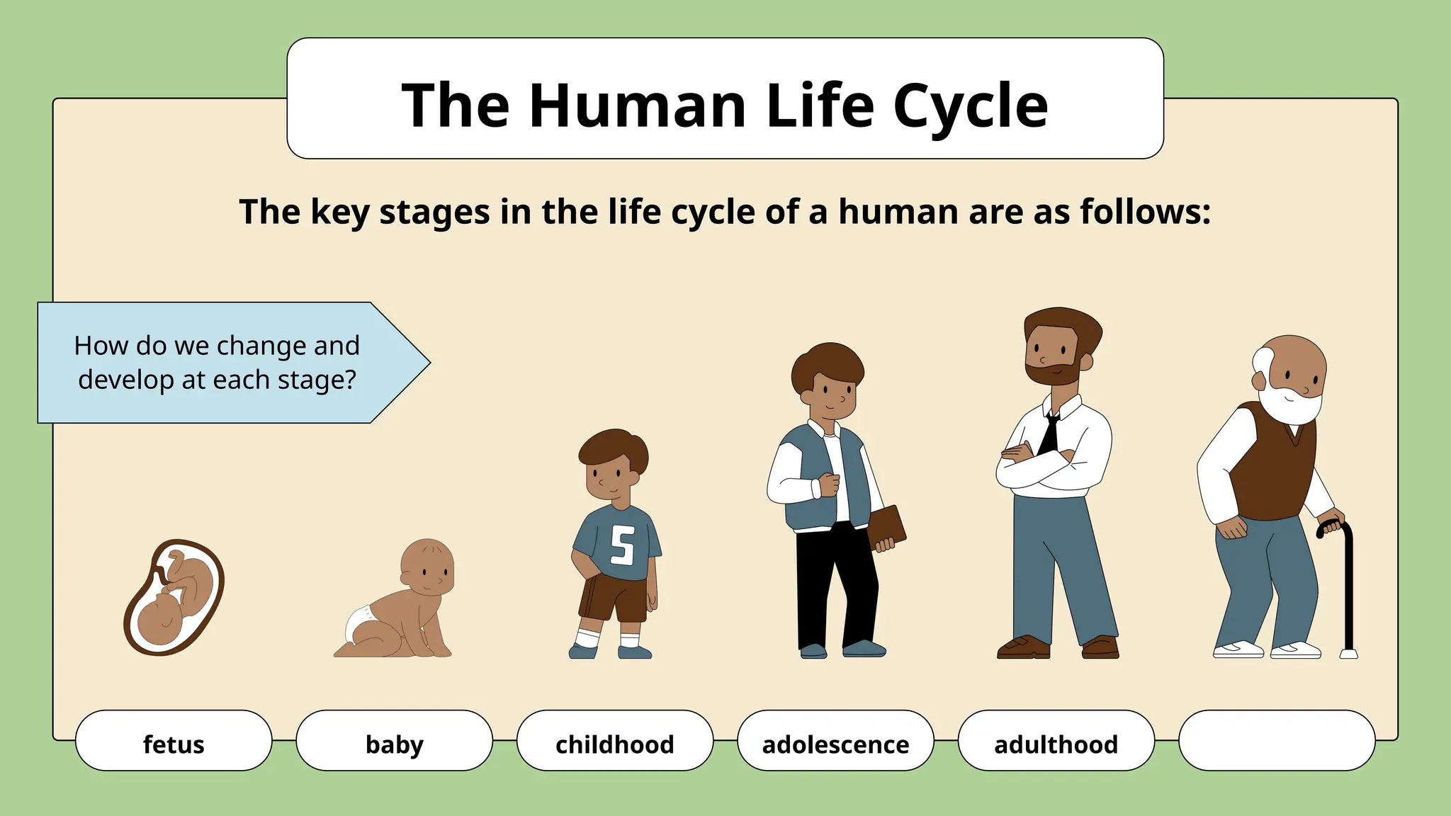 How do we change and
develop at each stage?
fetus baby childhood adolescence adulthood
The Human Life Cycle
The key stages in the life cycle of a human are as follows:
 