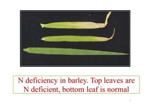 1. Lecture-1-nutrient deficien of fruits cy.pptx