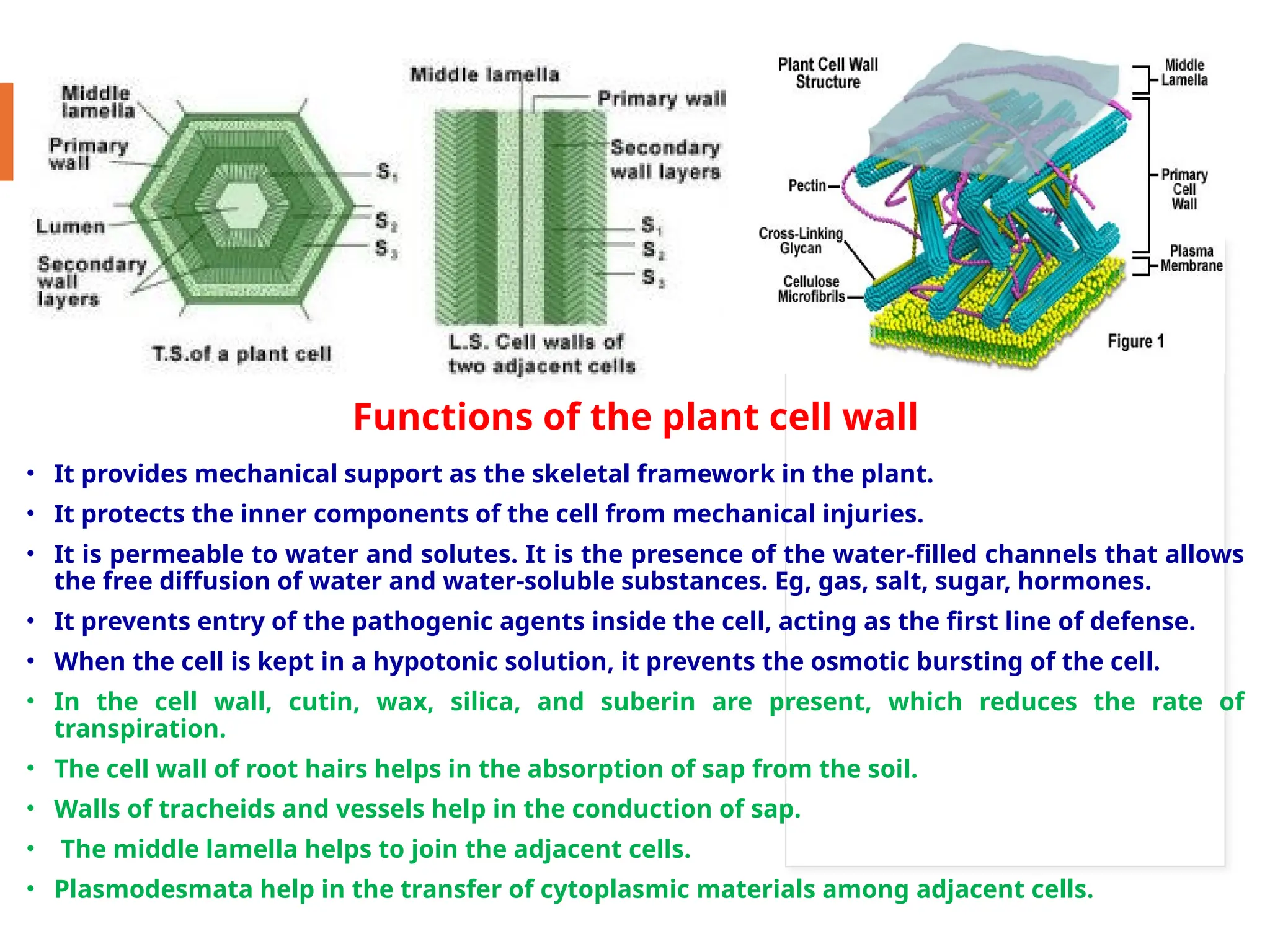 Functions of the plant cell wall
• It provides mechanical support as the skeletal framework in the plant.
• It protects the inner components of the cell from mechanical injuries.
• It is permeable to water and solutes. It is the presence of the water-filled channels that allows
the free diffusion of water and water-soluble substances. Eg, gas, salt, sugar, hormones.
• It prevents entry of the pathogenic agents inside the cell, acting as the first line of defense.
• When the cell is kept in a hypotonic solution, it prevents the osmotic bursting of the cell.
• In the cell wall, cutin, wax, silica, and suberin are present, which reduces the rate of
transpiration.
• The cell wall of root hairs helps in the absorption of sap from the soil.
• Walls of tracheids and vessels help in the conduction of sap.
• The middle lamella helps to join the adjacent cells.
• Plasmodesmata help in the transfer of cytoplasmic materials among adjacent cells.
 