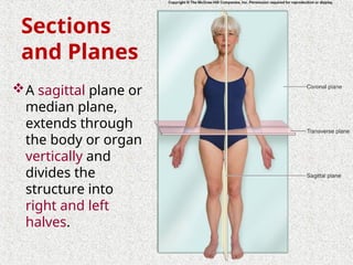 Halves Body Part 1. INTRODUCTION TO ANATOMY. POWER POINT SLIDE NWU | PPT