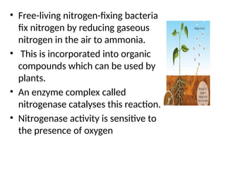 Role of free living Nitrogen fixers power point presentation | PPT