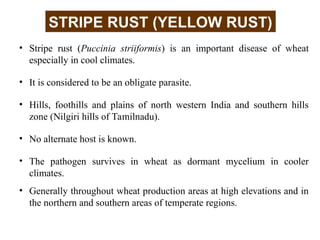 1. Rusts of Wheat.ppt elaborate about disease | PPT