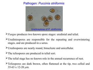 Rust Sori 1. Rusts of Wheat.ppt elaborate about disease | PPT