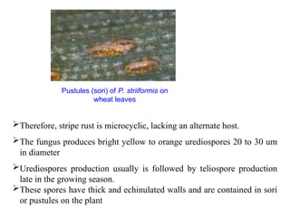 Rust Sori 1. Rusts of Wheat.ppt elaborate about disease | PPT