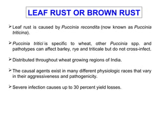 1. Rusts of Wheat.ppt elaborate about disease | PPT