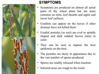 Rust Sori 1. Rusts of Wheat.ppt elaborate about disease | PPT