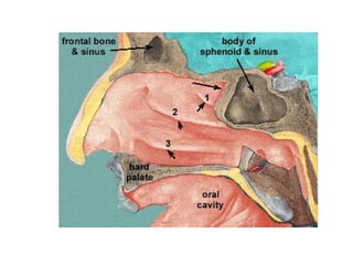 1. Anatomy _ Physiology of the Nose and Paranasal Sinuses .ppt