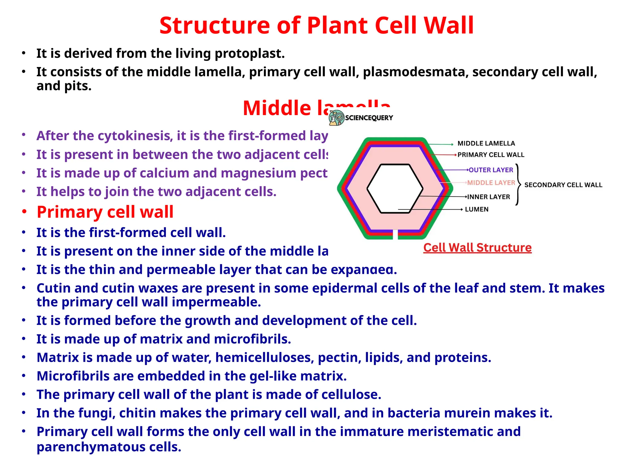Structure of Plant Cell Wall
• It is derived from the living protoplast.
• It consists of the middle lamella, primary cell wall, plasmodesmata, secondary cell wall,
and pits.
Middle lamella
• After the cytokinesis, it is the first-formed layer.
• It is present in between the two adjacent cells.
• It is made up of calcium and magnesium pectate.
• It helps to join the two adjacent cells.
• Primary cell wall
• It is the first-formed cell wall.
• It is present on the inner side of the middle lamella.
• It is the thin and permeable layer that can be expanded.
• Cutin and cutin waxes are present in some epidermal cells of the leaf and stem. It makes
the primary cell wall impermeable.
• It is formed before the growth and development of the cell.
• It is made up of matrix and microfibrils.
• Matrix is made up of water, hemicelluloses, pectin, lipids, and proteins.
• Microfibrils are embedded in the gel-like matrix.
• The primary cell wall of the plant is made of cellulose.
• In the fungi, chitin makes the primary cell wall, and in bacteria murein makes it.
• Primary cell wall forms the only cell wall in the immature meristematic and
parenchymatous cells.
 