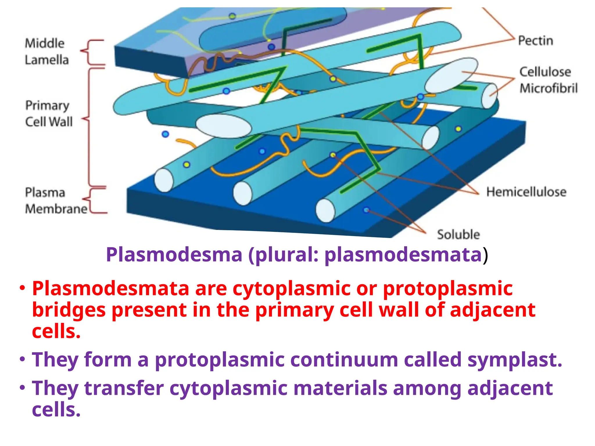 Plasmodesma (plural: plasmodesmata)
• Plasmodesmata are cytoplasmic or protoplasmic
bridges present in the primary cell wall of adjacent
cells.
• They form a protoplasmic continuum called symplast.
• They transfer cytoplasmic materials among adjacent
cells.
 