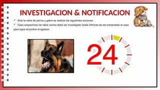 explicacion de la rabia humana RABIA_HUMANA_. | PPTX