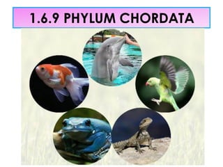 “Phylum Chordata: Features and Classification” | PDF