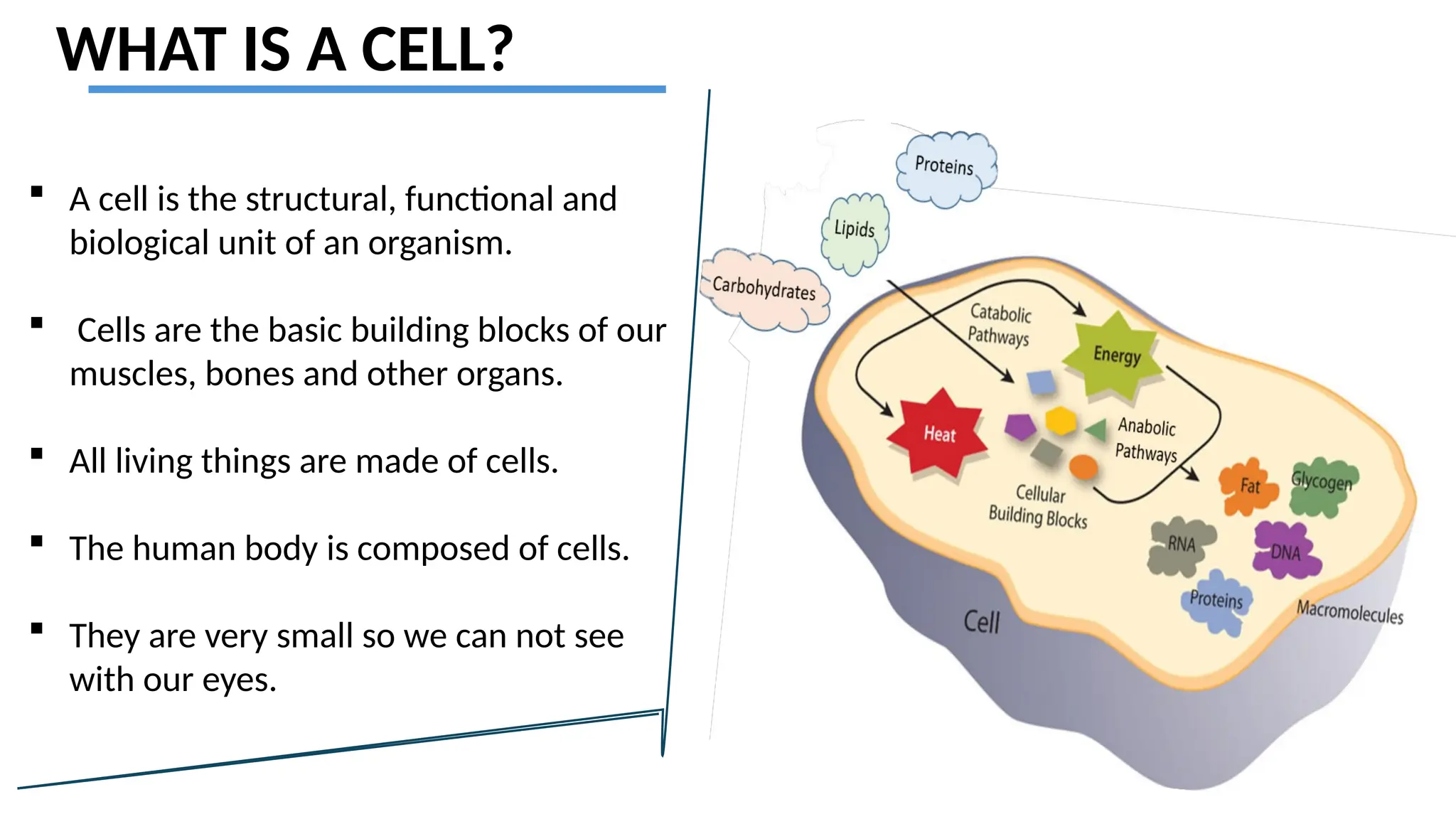 WHAT IS A CELL?
 A cell is the structural, functional and
biological unit of an organism.
 Cells are the basic building blocks of our
muscles, bones and other organs.
 All living things are made of cells.
 The human body is composed of cells.
 They are very small so we can not see
with our eyes.
 
