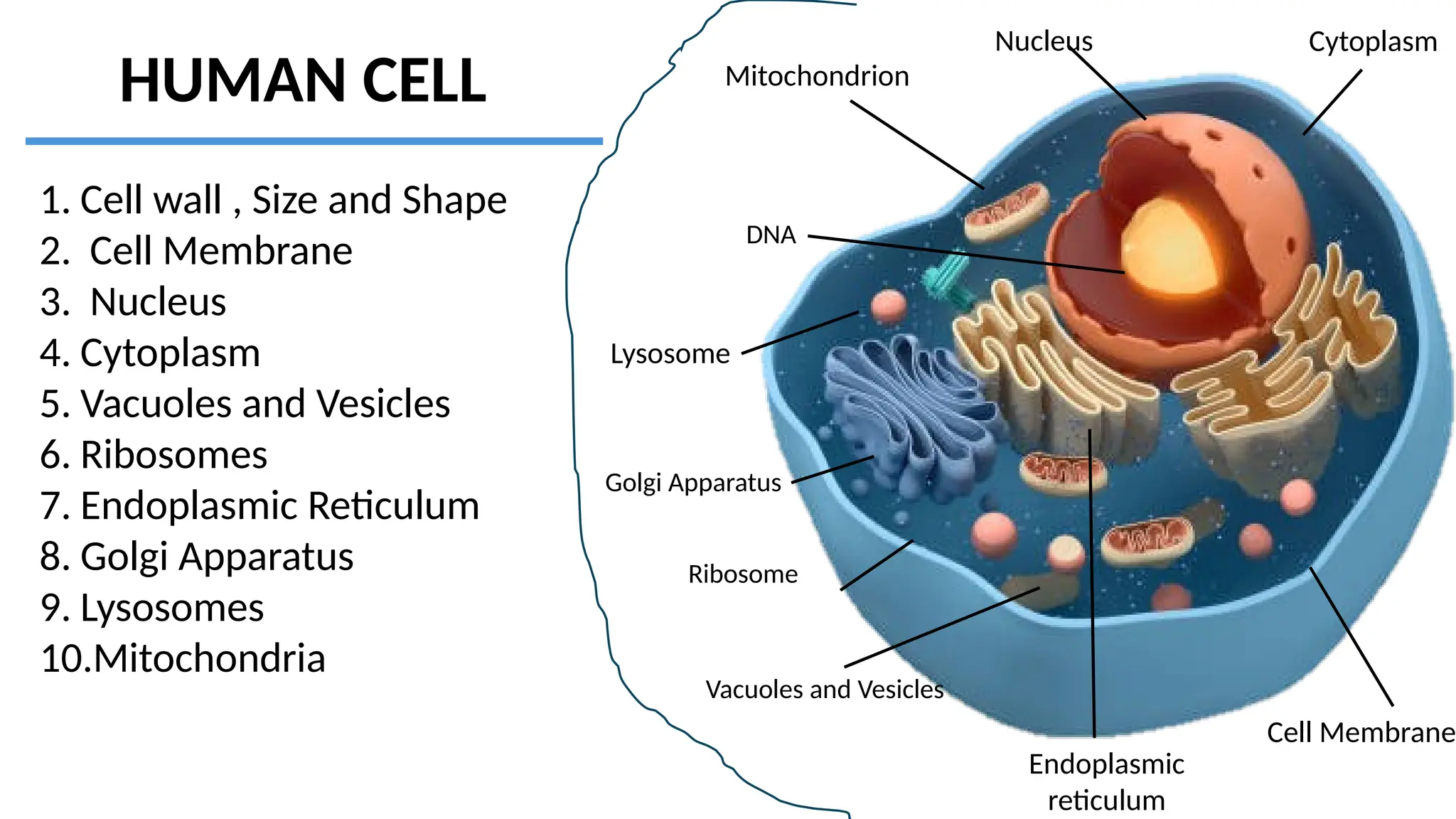 HUMAN CELL
Cell Membrane
Cytoplasm
Mitochondrion
Nucleus
DNA
Endoplasmic
reticulum
Lysosome
Ribosome
1. Cell wall , Size and Shape
2. Cell Membrane
3. Nucleus
4. Cytoplasm
5. Vacuoles and Vesicles
6. Ribosomes
7. Endoplasmic Reticulum
8. Golgi Apparatus
9. Lysosomes
10.Mitochondria
Vacuoles and Vesicles
Golgi Apparatus
 