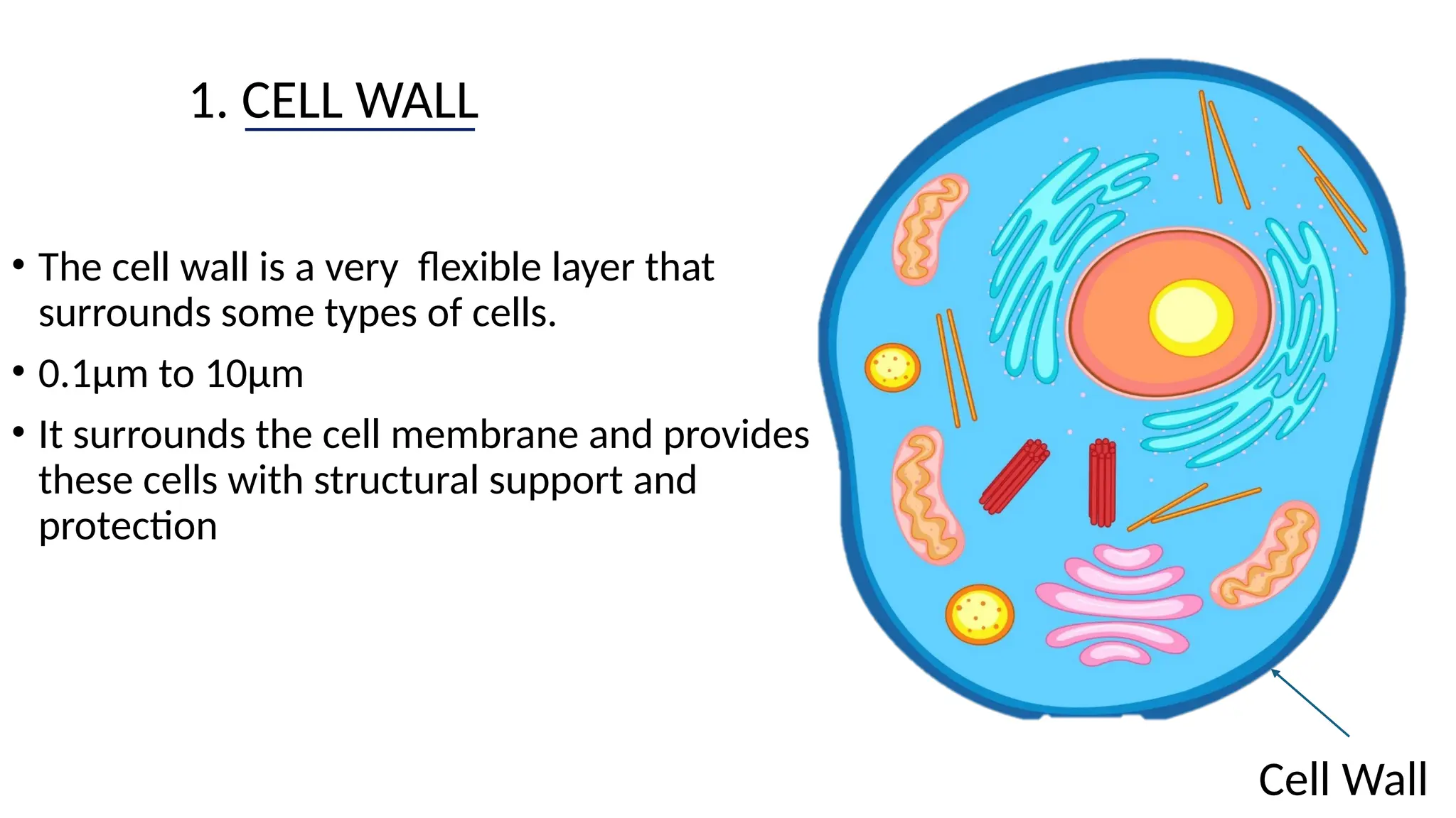 1. CELL WALL
• The cell wall is a very flexible layer that
surrounds some types of cells.
• 0.1µm to 10µm
• It surrounds the cell membrane and provides
these cells with structural support and
protection
Cell Wall
 