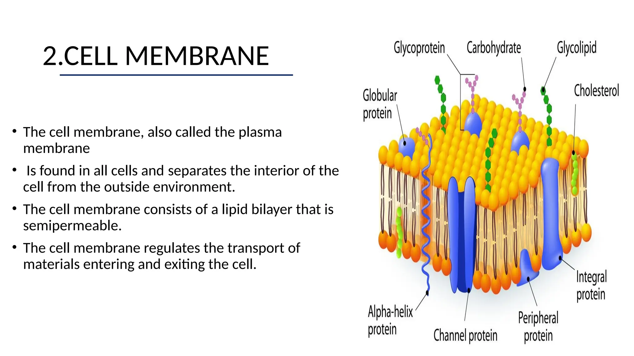 2.CELL MEMBRANE
• The cell membrane, also called the plasma
membrane
• Is found in all cells and separates the interior of the
cell from the outside environment.
• The cell membrane consists of a lipid bilayer that is
semipermeable.
• The cell membrane regulates the transport of
materials entering and exiting the cell.
 