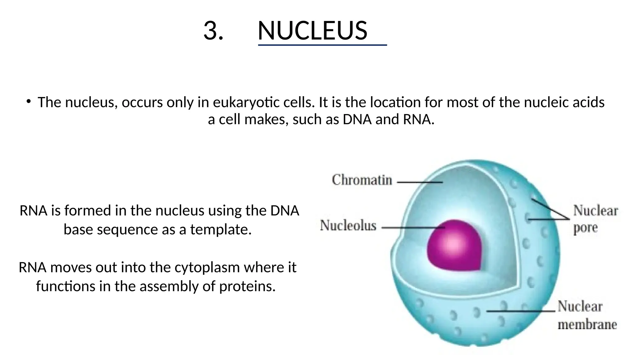 3. NUCLEUS
• The nucleus, occurs only in eukaryotic cells. It is the location for most of the nucleic acids
a cell makes, such as DNA and RNA.
RNA is formed in the nucleus using the DNA
base sequence as a template.
RNA moves out into the cytoplasm where it
functions in the assembly of proteins.
 