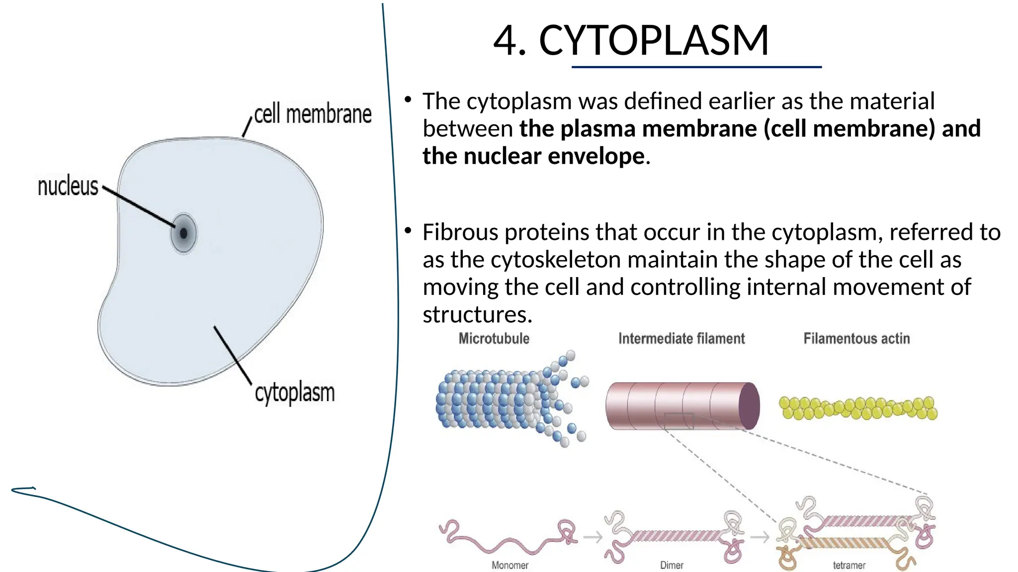 4. CYTOPLASM
• The cytoplasm was defined earlier as the material
between the plasma membrane (cell membrane) and
the nuclear envelope.
• Fibrous proteins that occur in the cytoplasm, referred to
as the cytoskeleton maintain the shape of the cell as
moving the cell and controlling internal movement of
structures.
 