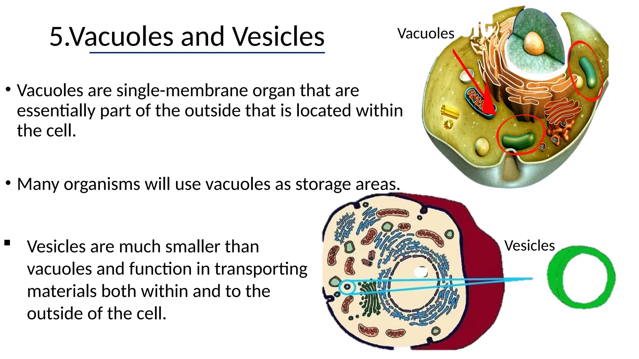 5.Vacuoles and Vesicles
• Vacuoles are single-membrane organ that are
essentially part of the outside that is located within
the cell.
• Many organisms will use vacuoles as storage areas.
Vacuoles
Vesicles
 Vesicles are much smaller than
vacuoles and function in transporting
materials both within and to the
outside of the cell.
 