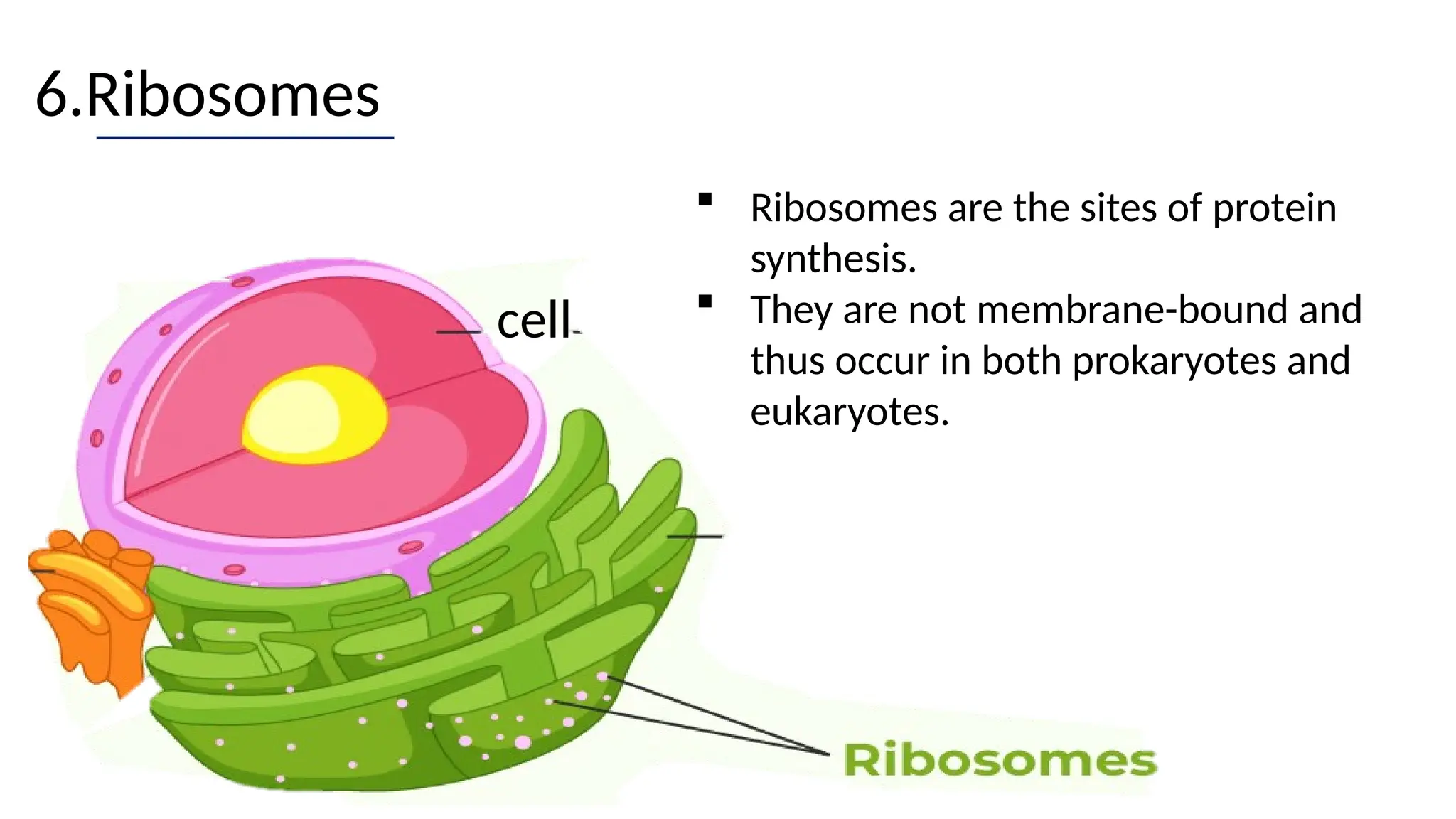 6.Ribosomes
 Ribosomes are the sites of protein
synthesis.
 They are not membrane-bound and
thus occur in both prokaryotes and
eukaryotes.
cell
 