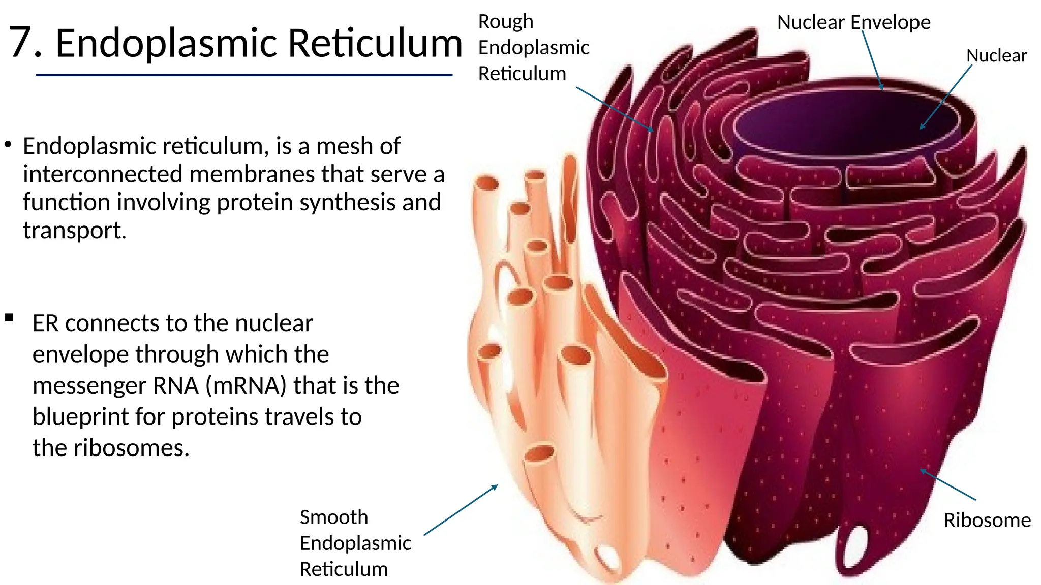 7. Endoplasmic Reticulum
• Endoplasmic reticulum, is a mesh of
interconnected membranes that serve a
function involving protein synthesis and
transport.
Rough
Endoplasmic
Reticulum
Nuclear Envelope
Nuclear
Smooth
Endoplasmic
Reticulum
Ribosome
 ER connects to the nuclear
envelope through which the
messenger RNA (mRNA) that is the
blueprint for proteins travels to
the ribosomes.
 