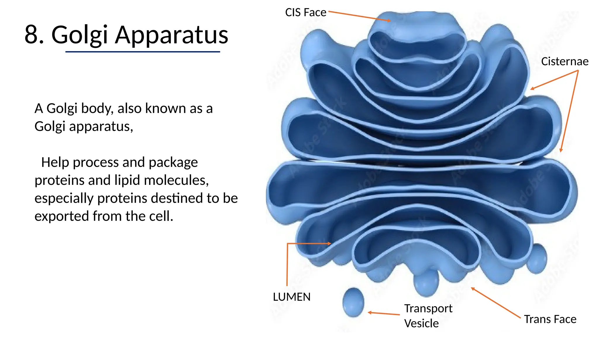 8. Golgi Apparatus
CIS Face
Transport
Vesicle
Cisternae
LUMEN
Trans Face
A Golgi body, also known as a
Golgi apparatus,
Help process and package
proteins and lipid molecules,
especially proteins destined to be
exported from the cell.
 