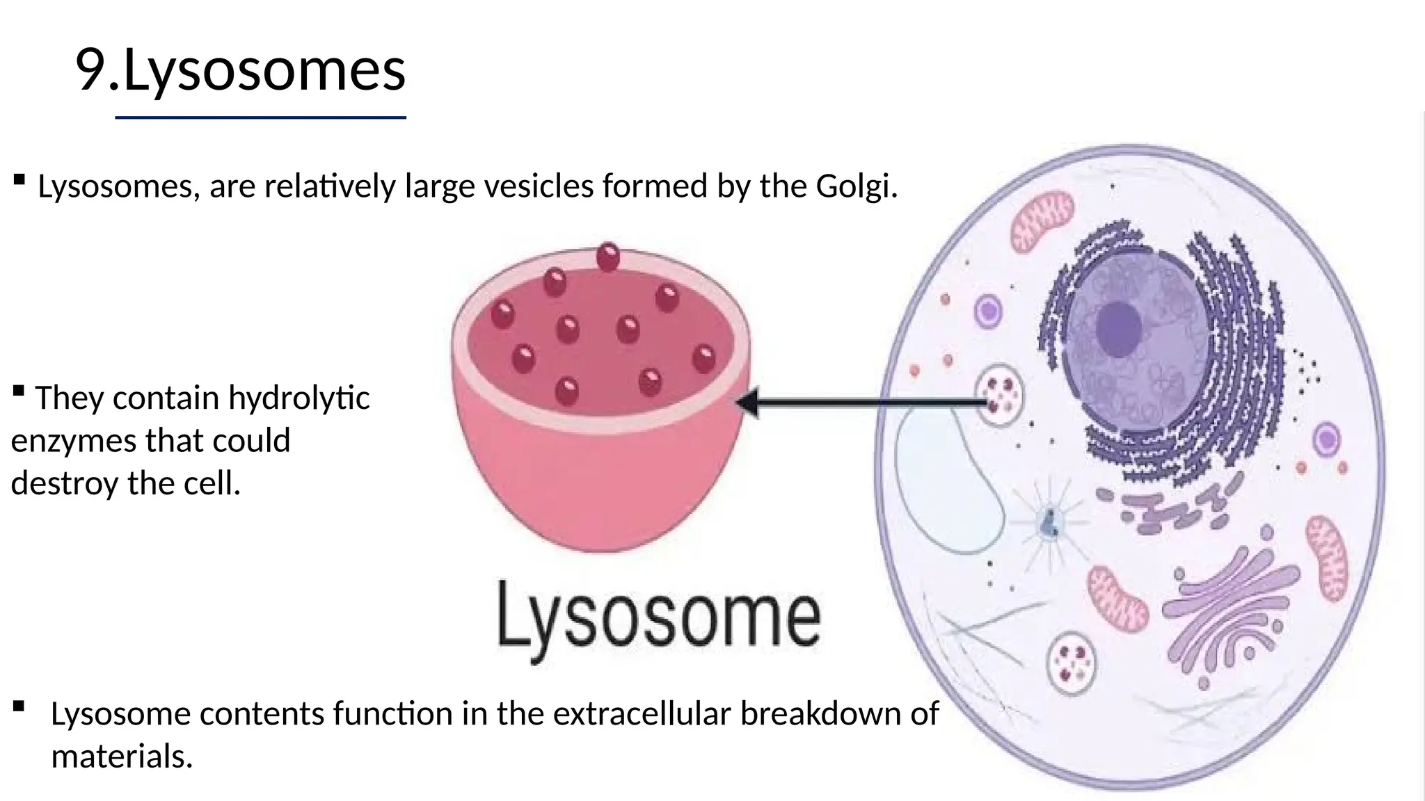 9.Lysosomes
 Lysosomes, are relatively large vesicles formed by the Golgi.
 Lysosome contents function in the extracellular breakdown of
materials.
 They contain hydrolytic
enzymes that could
destroy the cell.
 