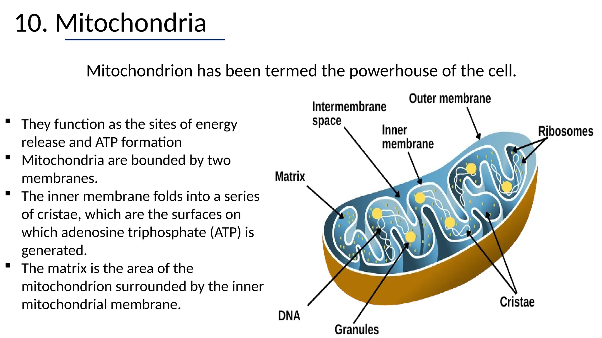 10. Mitochondria
 They function as the sites of energy
release and ATP formation
 Mitochondria are bounded by two
membranes.
 The inner membrane folds into a series
of cristae, which are the surfaces on
which adenosine triphosphate (ATP) is
generated.
 The matrix is the area of the
mitochondrion surrounded by the inner
mitochondrial membrane.
Mitochondrion has been termed the powerhouse of the cell.
 