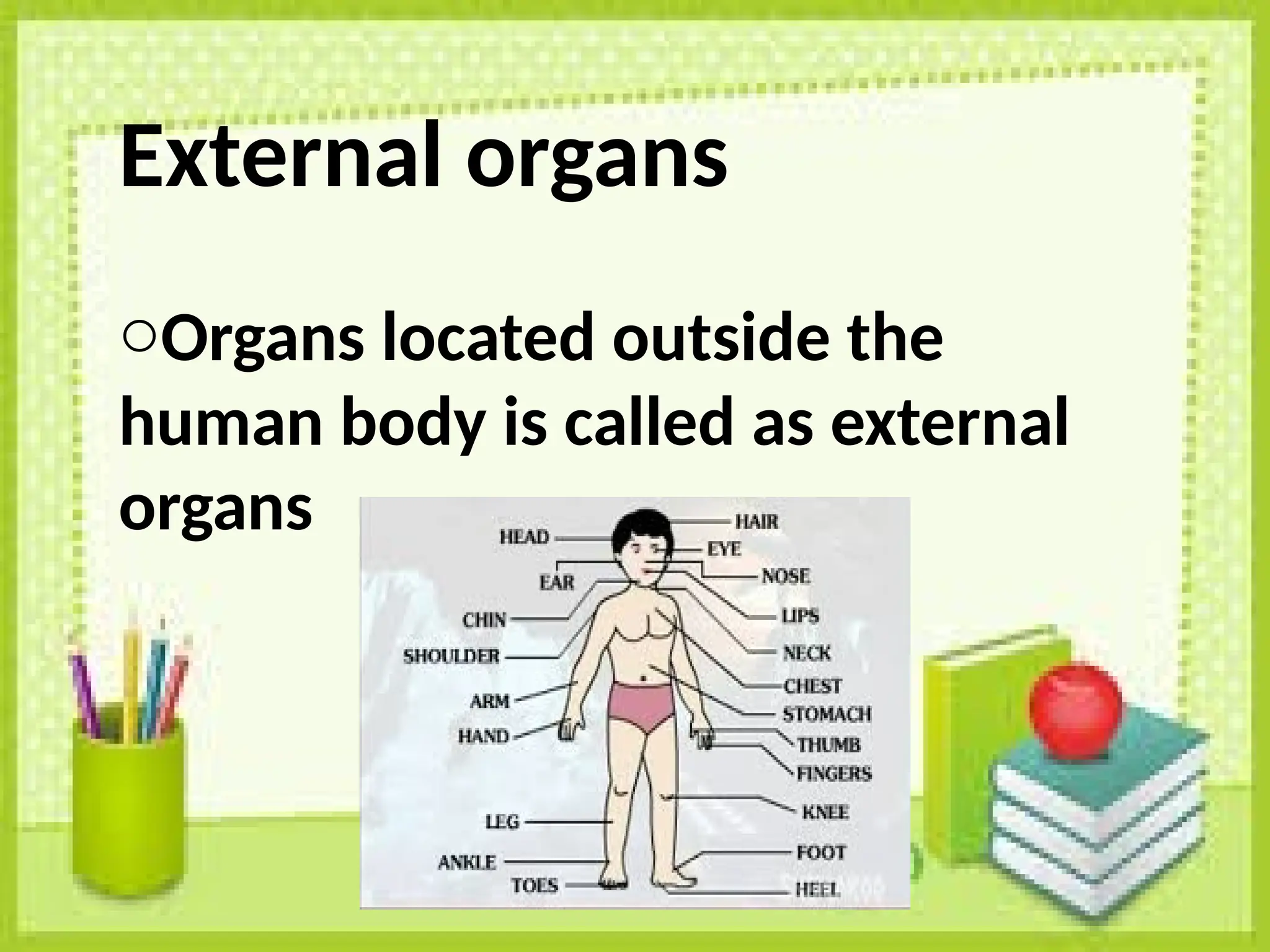 Human External Form 1.Internal and external organs grade 3 Science.pptx