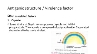 Antigenic structure / Virulence factor
Cell associated factors
1. Capsule
Some strains of Staph. aureus possess capsule and inhibit
phagocytosis. The capsule is composed of polysaccharide. Capsulated
strains tend to be more virulent.
 
