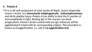 4. Protein A
It is a cell wall component of most strains of Staph. aureus (especially
Cowan I strain). It is chemotactic antiphagoocytic, anticomplementary
and elicits platelet injury. Protein A has ability to bind the Fc portion of
immunoglobulin G (IgG). Binding IgG in this manner can block
phagocytosis. Cowan I strains coated with any IgG antiserum will be
agglutinated if mixed with its corresponding antigen. This procedure is
known as Coagglutination. i.e. role in Co-agglutination test.
 