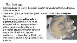 Nutrient agar
• Colonies : Large (2-4mm in diameter), Circular, Convex, Smooth, Shiny, Opaque,
Easily emulsifiable
• On nutrient agar slope, confluent growth presents a characteristic Oil paint
appearance
• Most strains produce golden-yellow
pigment, though some may be white,
orange or yellow. The pigment doesn’t
diffuse into the medium. Pigment
production occurs optimally at 22°C and
only in aerobic cultures. Pigment
production is enhanced when 1% glycerol
monoacetate or milk is incorporated. in the
medium.
 