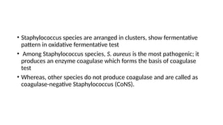 • Staphylococcus species are arranged in clusters, show fermentative
pattern in oxidative fermentative test
• Among Staphylococcus species, S. aureus is the most pathogenic; it
produces an enzyme coagulase which forms the basis of coagulase
test
• Whereas, other species do not produce coagulase and are called as
coagulase-negative Staphylococcus (CoNS).
 