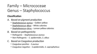 Family – Micrococeae
Genus – Staphylococcus
Classification
A. Based on pigment production
• Staphylococcus aureus – Golden yellow
• Staphylococcus albus – White colonies
• Staphylococcus citrus – Lemon yellow colonies
B. Based on pathogenicity
• Pathogenic – Staphylococcus aureus
• Non-Pathogenic – S. epidermidis, S. albus
C. Based on Coagulase production
• Coagulase positive – S.aureus
• Coagulase negative – S.epidermidis, S. saprophyticus
 