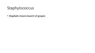 Staphylococcus
• Staphyle means bunch of grapes
 